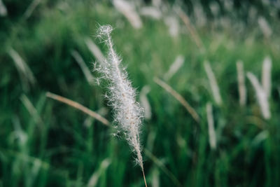 Close-up of stalks in field