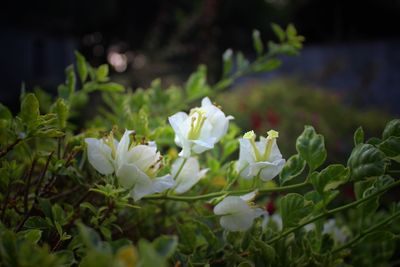 Close-up of white flowers blooming outdoors