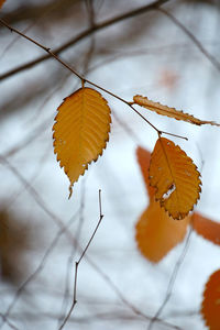 Low angle view of leaves on tree