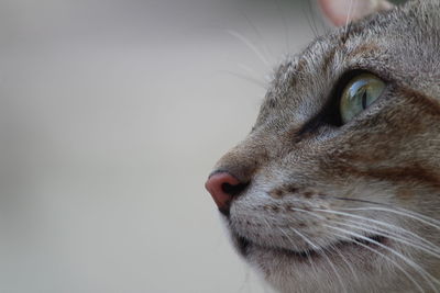 Close-up portrait of cat against white background