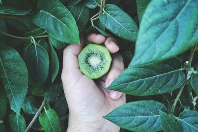 Close-up of cropped hand holding leaf