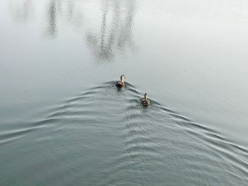 High angle view of ducks swimming on lake