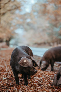 Pigs grazing on field