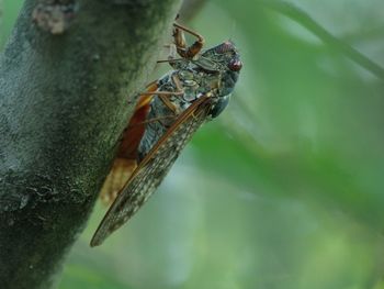 Close-up of insect on leaf