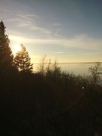 Trees at sunset