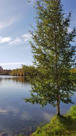 Tree by lake against sky