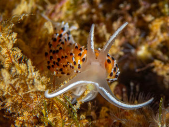 Close-up of fish swimming in sea