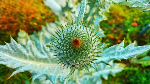 Close-up of plant