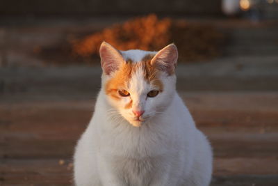 Portrait of white cat