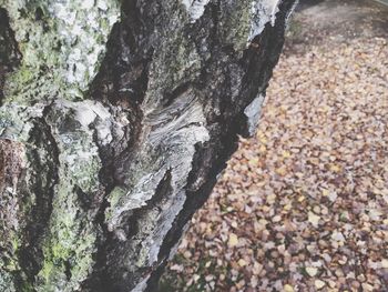 Close-up of tree trunk