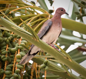 Close-up of bird perching on branch