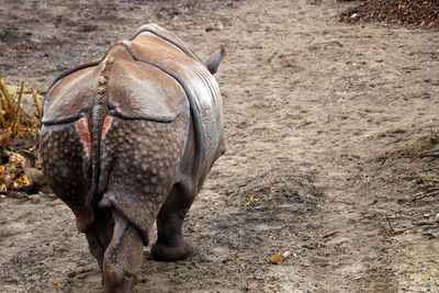 Close-up of a horse on field