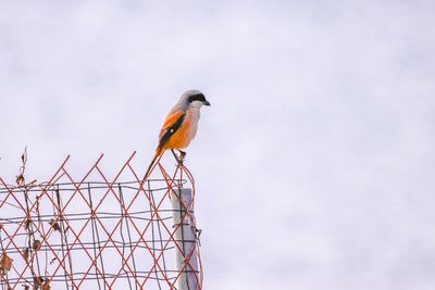 Low angle view of bird perching on metal against sky