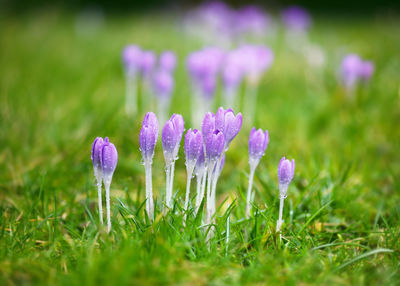 Close-up of purple crocus flowers on field