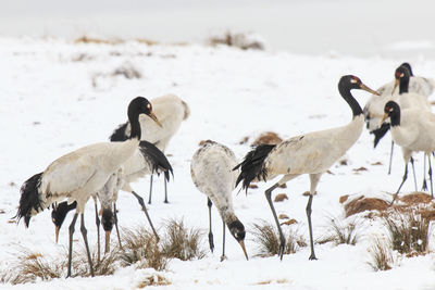 Black-necked cranes at frozen lakeshore