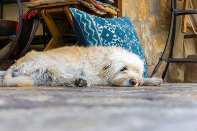 Close-up of dog lying on floor