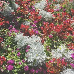 Flowering plants by water