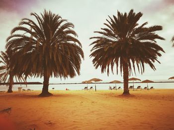 Palm trees on beach against clear sky