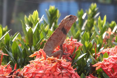 Close-up of lizard on red flower