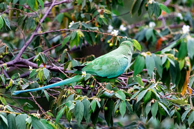 Close-up of bird perching on tree