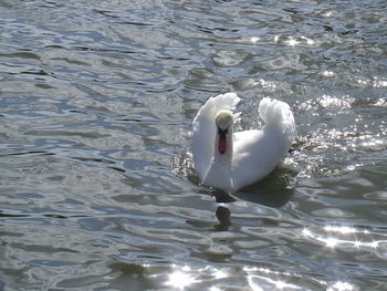 Swan swimming in lake