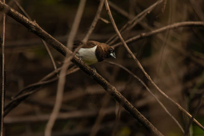 Close-up of bird perching on branch