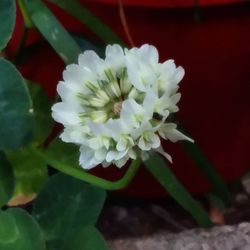 Close-up of white flowering plant