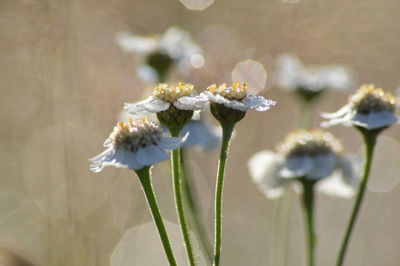 Close-up of white flowers