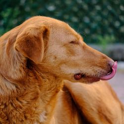 Close-up of a dog looking away