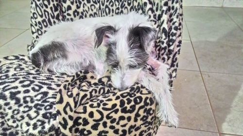 Close-up of dog relaxing on tiled floor