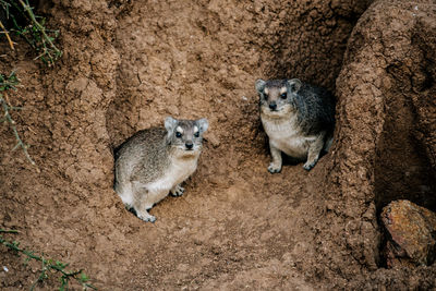 Portrait of sheep sitting