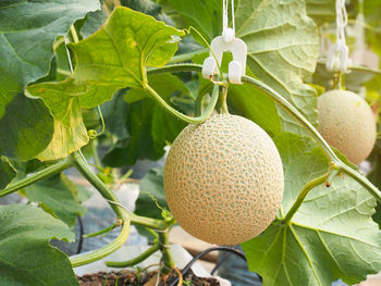 Close-up of melon fruit growing on tree