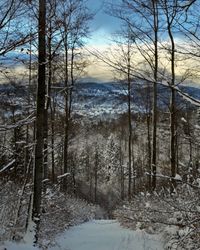 Scenic view of snow covered land and trees against sky