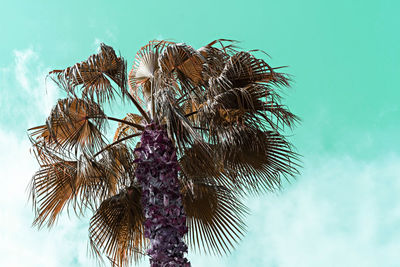 Low angle view of coconut palm tree against blue sky