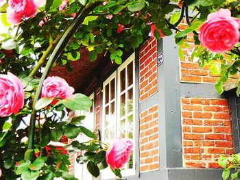 Pink flowers on plant outside house