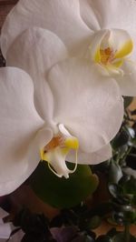 Close-up of white orchids blooming outdoors