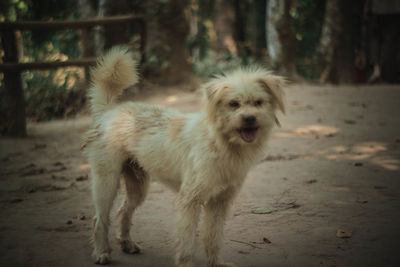Portrait of dog standing on land