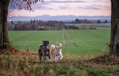 Dogs on field against sky