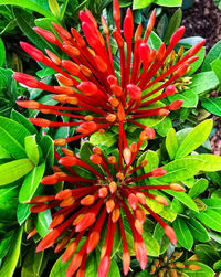 Close-up of red flowering plant