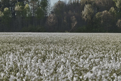 Scenic view of field during winter