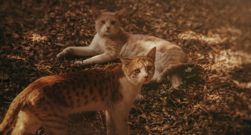 Portrait of cats on field