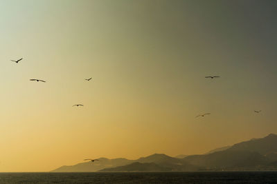 Flock of birds flying in sky during sunset