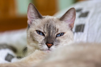 Close-up portrait of a cat