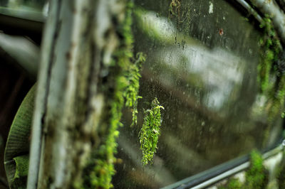 Close-up of water drops on leaf