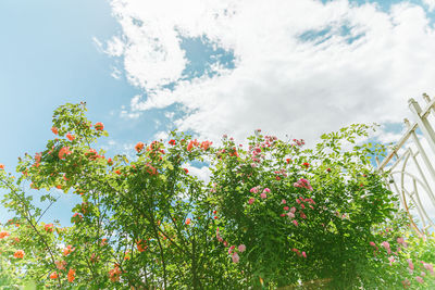 Low angle view of tree against sky