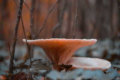 Close-up of mushroom growing on land