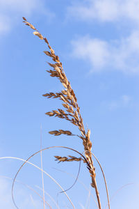 Low angle view of stalks against blue sky