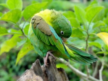 Close-up of parrot perching on wood by plant