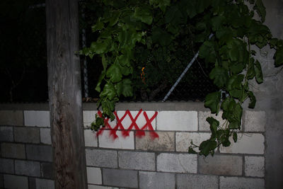 Red ivy growing on tree