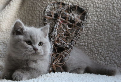Close-up of british shorthair kitten with snow shoes